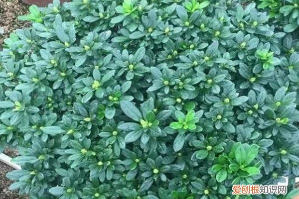 秋天把它丢盆里，叶子油绿花开爆，10年不烂根！