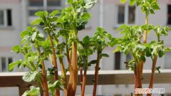 我的世界土豆怎么种 土豆怎么种