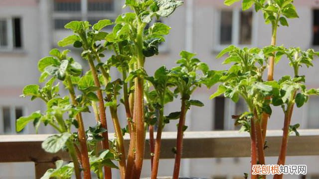 我的世界土豆怎么种 土豆怎么种