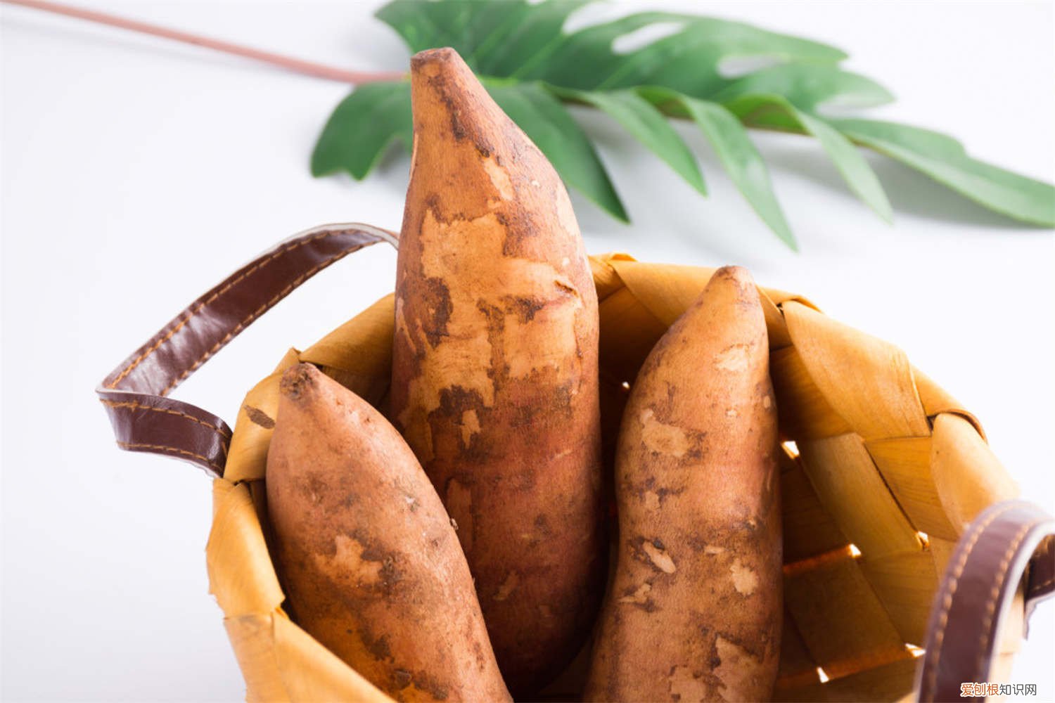 雪莲果怎么种植方法 雪莲果怎么种植