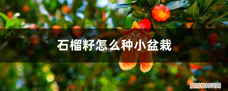 石榴怎么种植,石榴籽可以种吗 石榴籽怎么种小盆栽