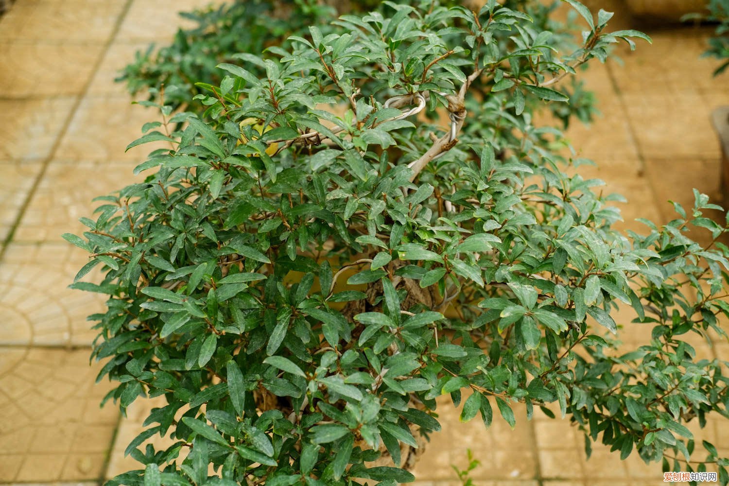 石榴种子怎么种才能发芽 石榴种子怎么种