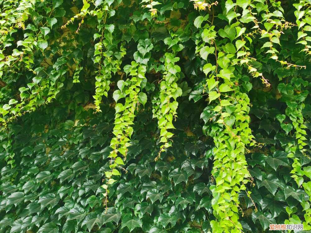爬山虎怎么种植长得快 爬山虎怎么种植