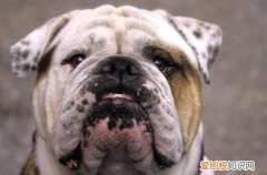 英斗吃什么可以爆头 让英斗爆头的食品