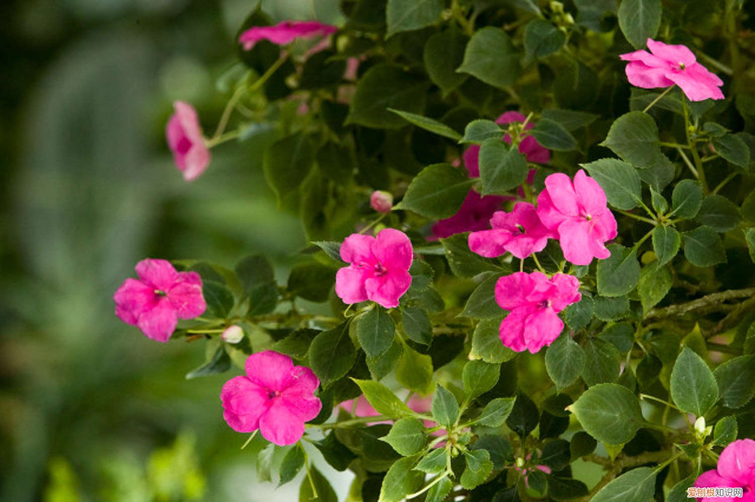 凤仙花是什么年生草本植物 凤仙花是什么季节开的，是草本植物还是木本植物