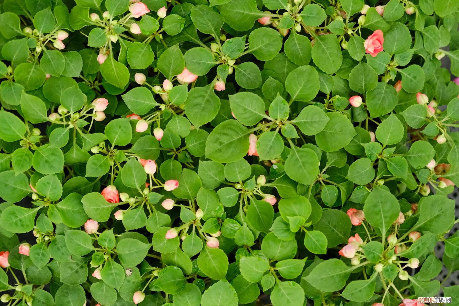 凤仙花是什么年生草本植物 凤仙花是什么季节开的，是草本植物还是木本植物