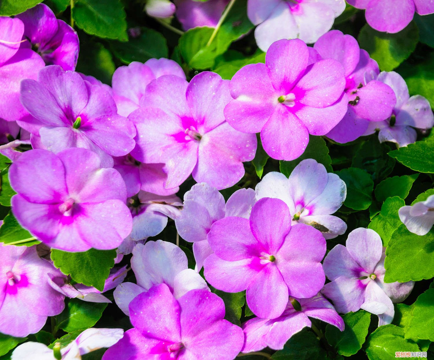 凤仙花是什么年生草本植物 凤仙花是什么季节开的，是草本植物还是木本植物