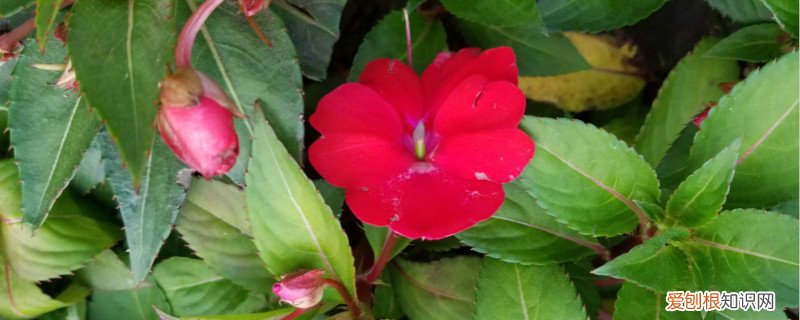 凤仙花怎么传播种子,怎么种出来的 凤仙花怎么传播种子，怎么种