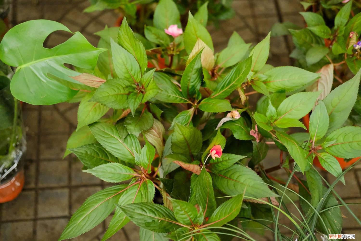 凤仙花怎么传播种子,怎么种出来的 凤仙花怎么传播种子，怎么种