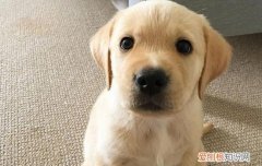 拉布拉多洗澡有什么注意事项 拉布拉多洗澡注意事项