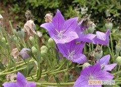 桔梗的功效与作用有哪些桔梗有哪些副作用和禁忌