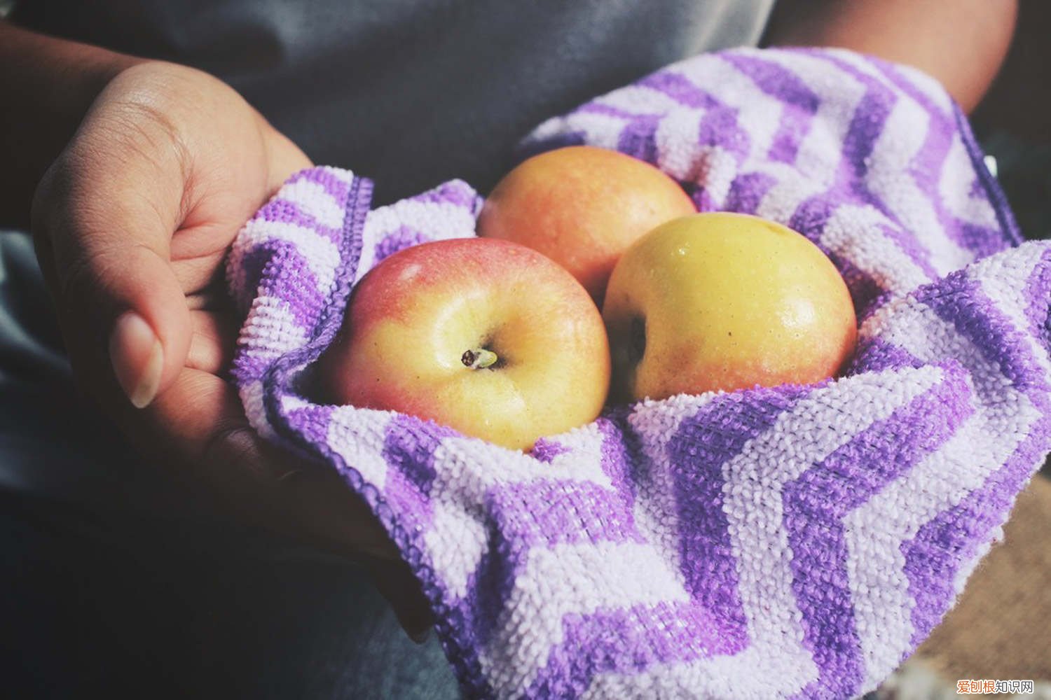 苹果籽怎么种小盆栽几年结果 苹果籽怎么种小盆栽