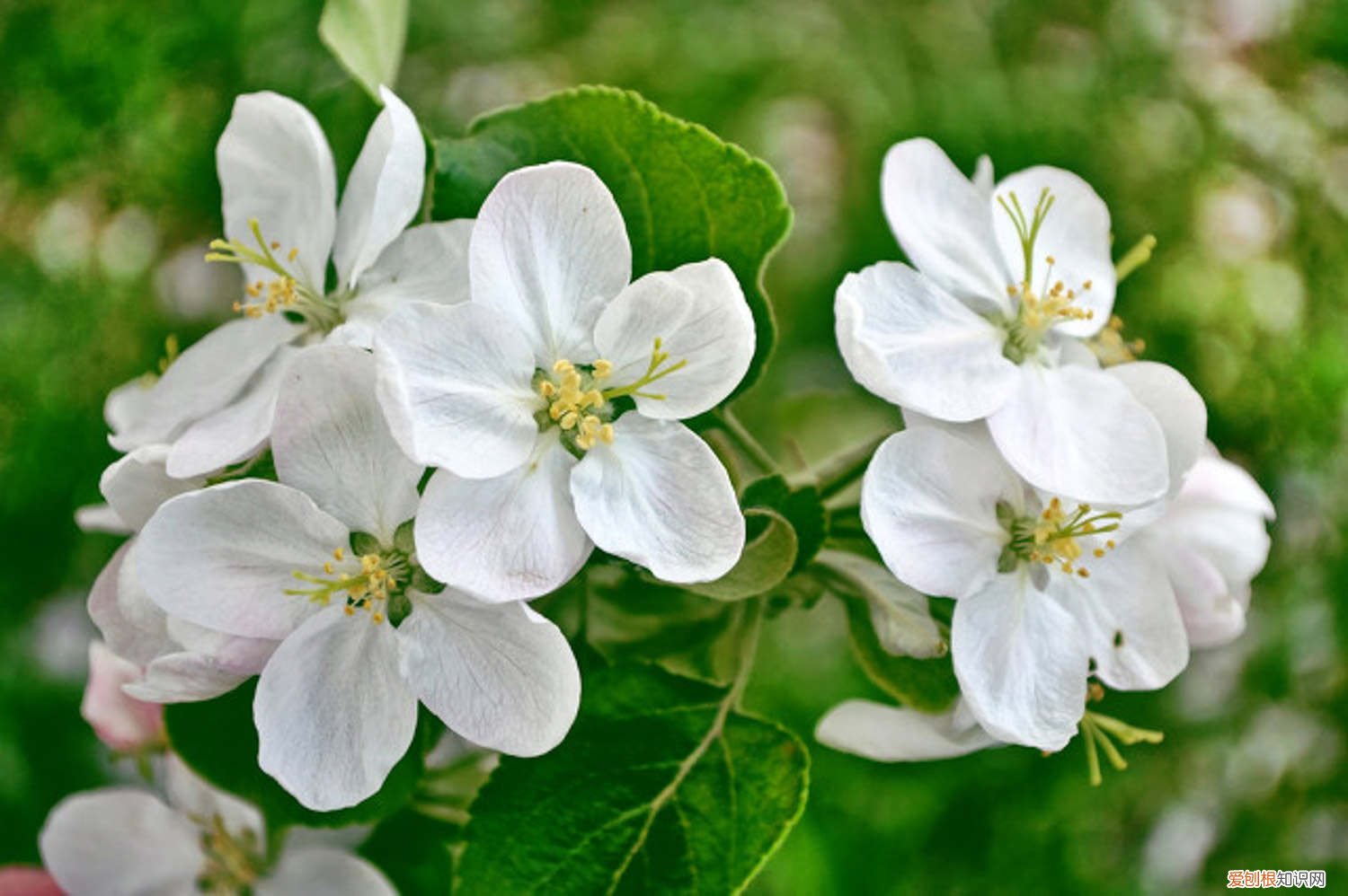 苹果籽怎么种小盆栽几年结果 苹果籽怎么种小盆栽