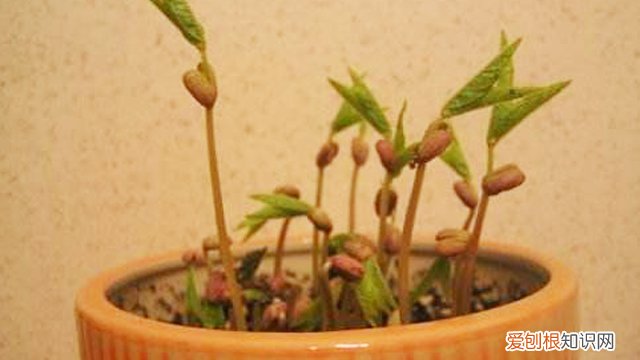 绿豆怎么种小盆栽图片 绿豆怎么种小盆栽
