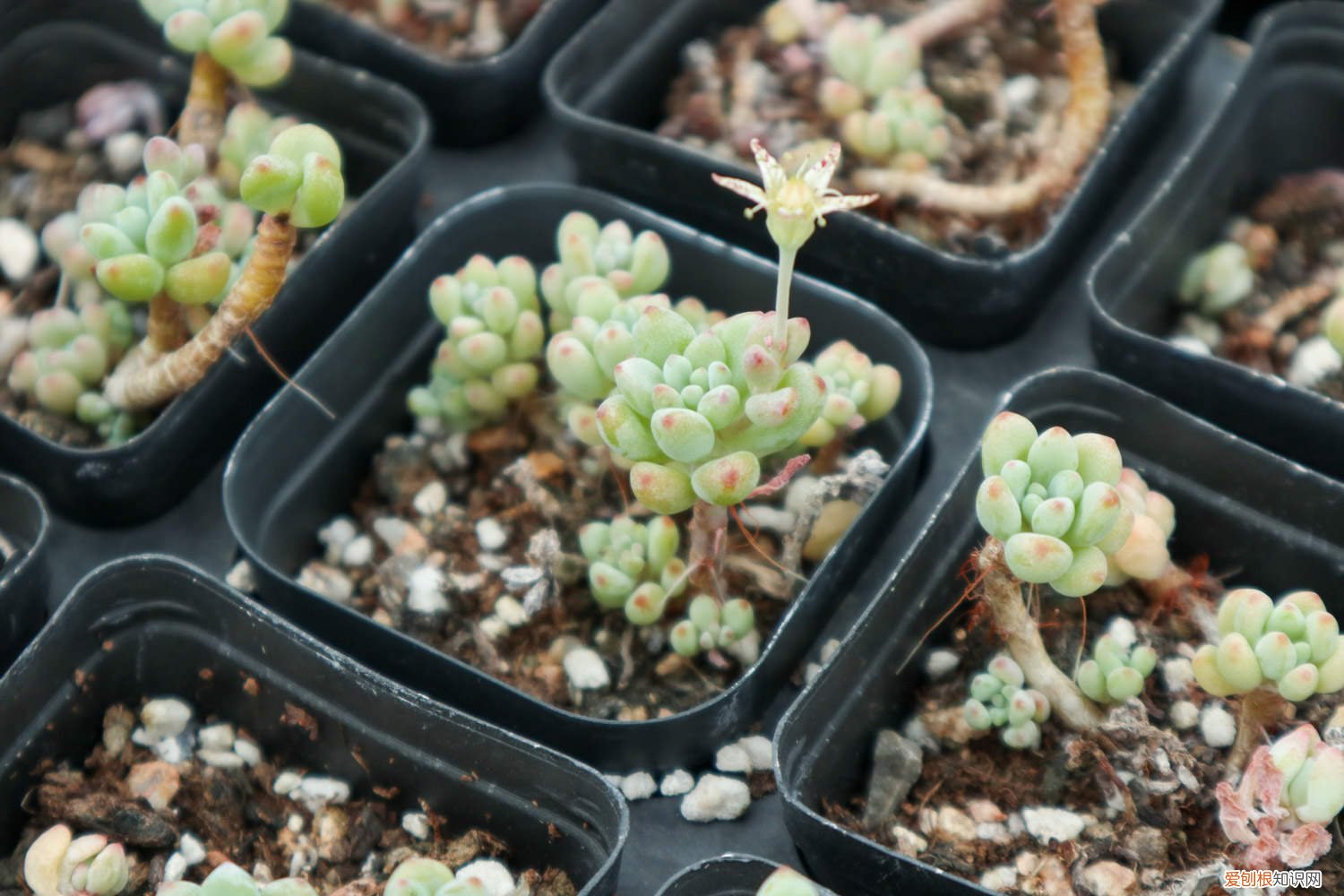 绿豆怎么种小盆栽图片 绿豆怎么种小盆栽