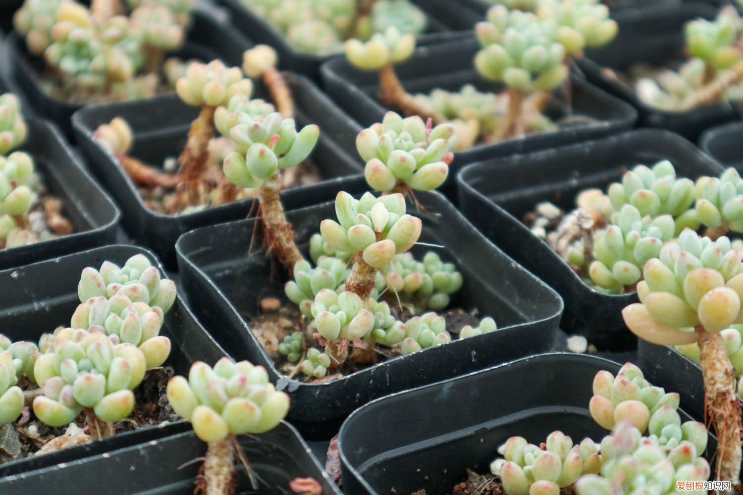 绿豆怎么种小盆栽图片 绿豆怎么种小盆栽