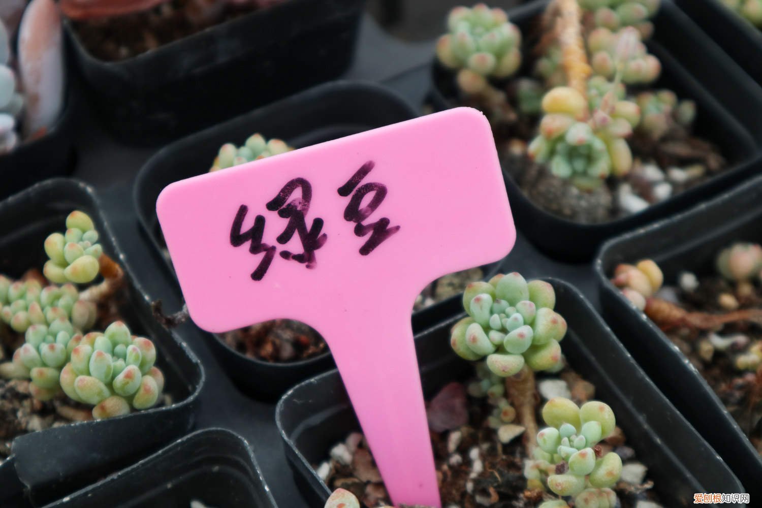 绿豆怎么种小盆栽图片 绿豆怎么种小盆栽