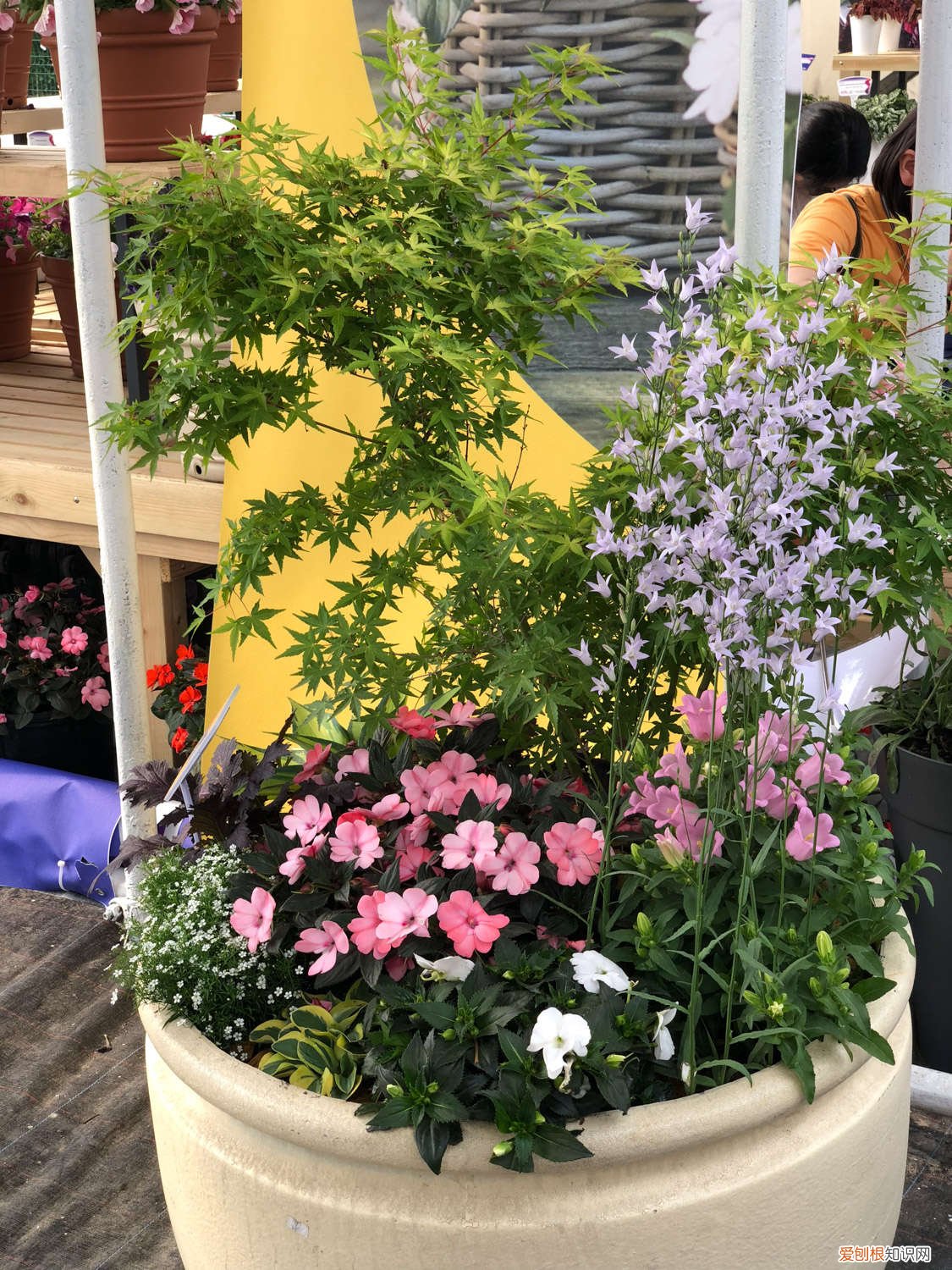 凤仙花开完花需要修剪吗? 凤仙花怎么修剪，什么季节可以修剪