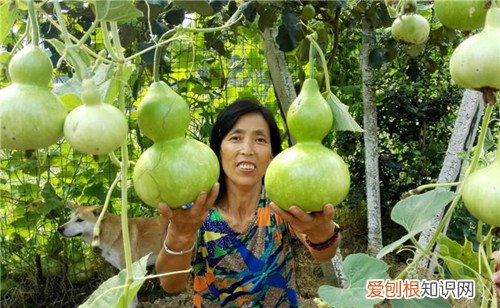 葫芦瓜怎么做好吃葫芦瓜的功效与作用