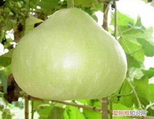 葫芦瓜怎么做好吃葫芦瓜的功效与作用