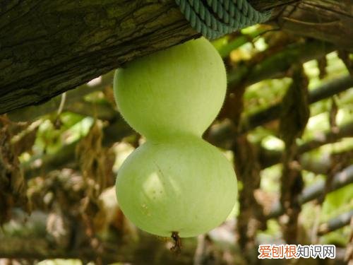 葫芦瓜怎么做好吃葫芦瓜的功效与作用