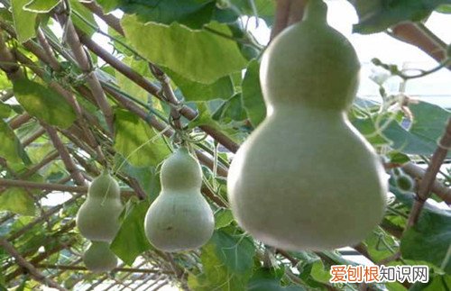 葫芦瓜怎么做好吃葫芦瓜的功效与作用