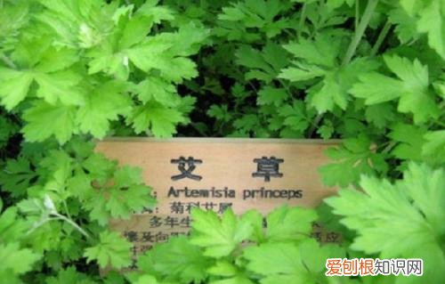 艾蒿泡脚有什么好处艾蒿泡脚能天天泡吗