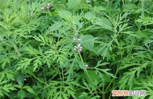 艾蒿泡脚有什么好处艾蒿泡脚能天天泡吗