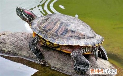 巴西龟吃什么长得快巴西龟怎么养更好