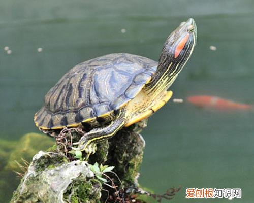 巴西龟吃什么长得快巴西龟怎么养更好