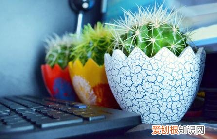 什么植物防辐射 四种防辐射最好的植物