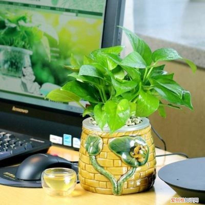 什么植物防辐射 四种防辐射最好的植物