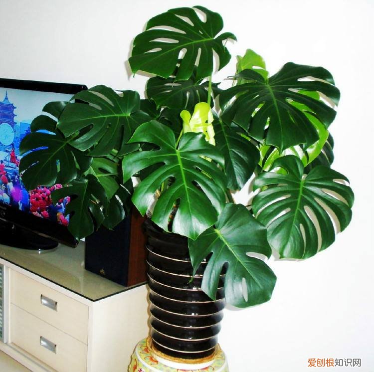 什么植物防辐射 四种防辐射最好的植物