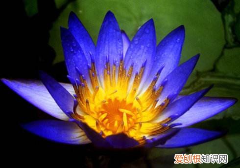 蓝莲花图片赏析 蓝莲花代表了什么寓意