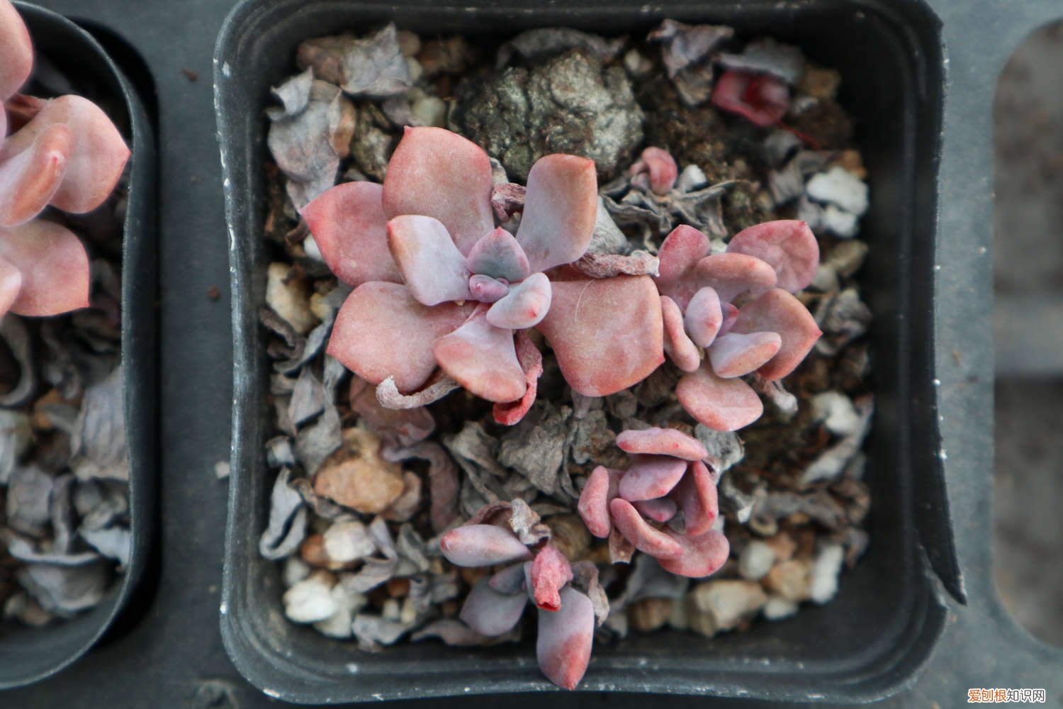 龙眼怎么种植发芽视频 龙眼怎么种