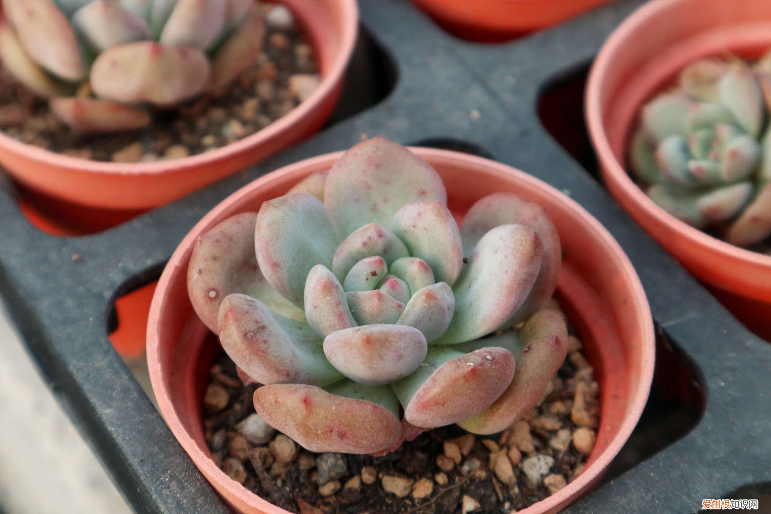 龙眼怎么种植发芽视频 龙眼怎么种