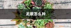 龙眼怎么种植发芽视频 龙眼怎么种
