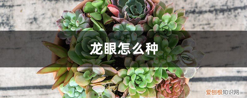 龙眼怎么种植发芽视频 龙眼怎么种