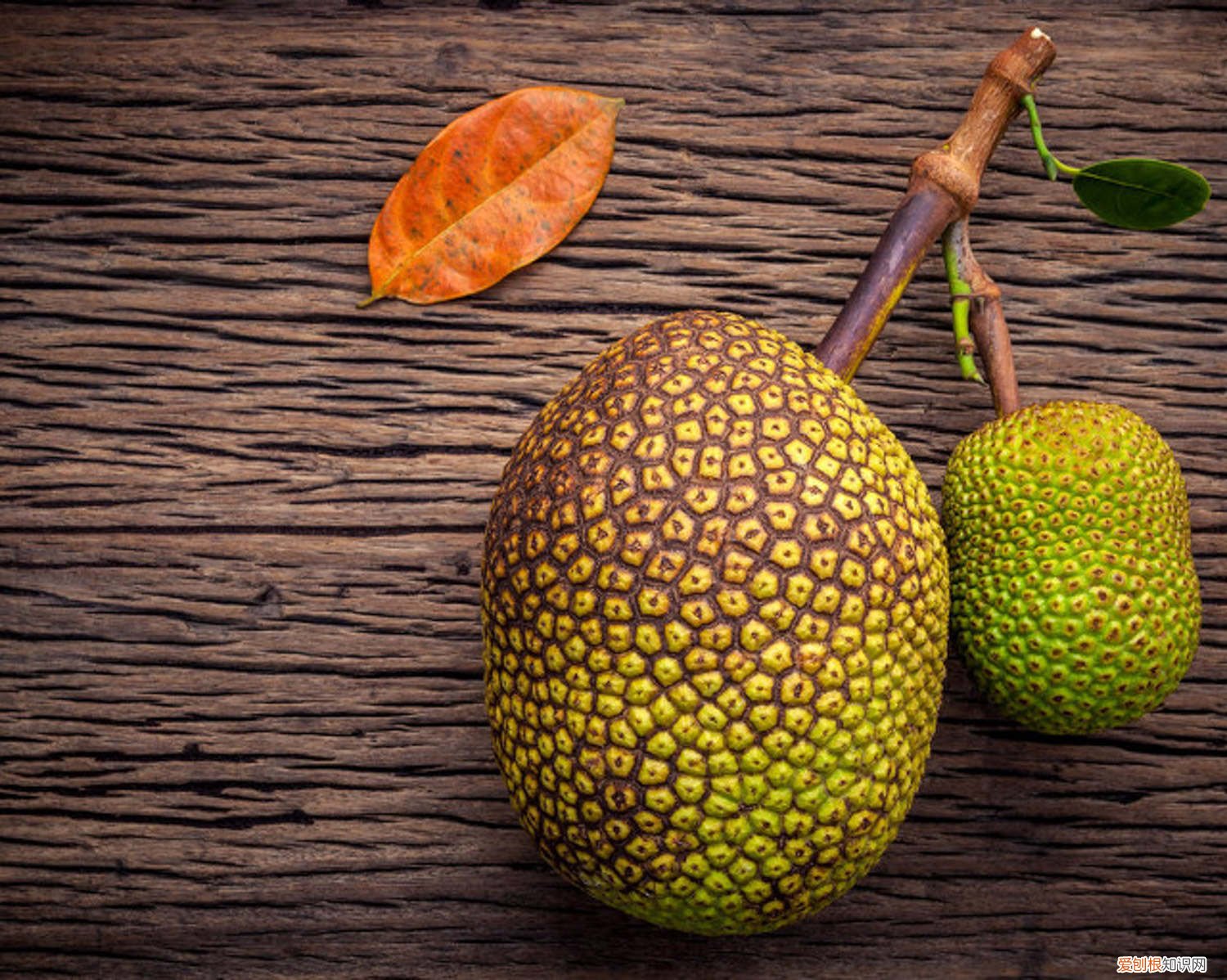 菠萝蜜核盆栽方法 菠萝蜜的核怎么种盆栽