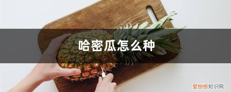 哈密瓜怎么种植 管理技术 哈密瓜怎么种
