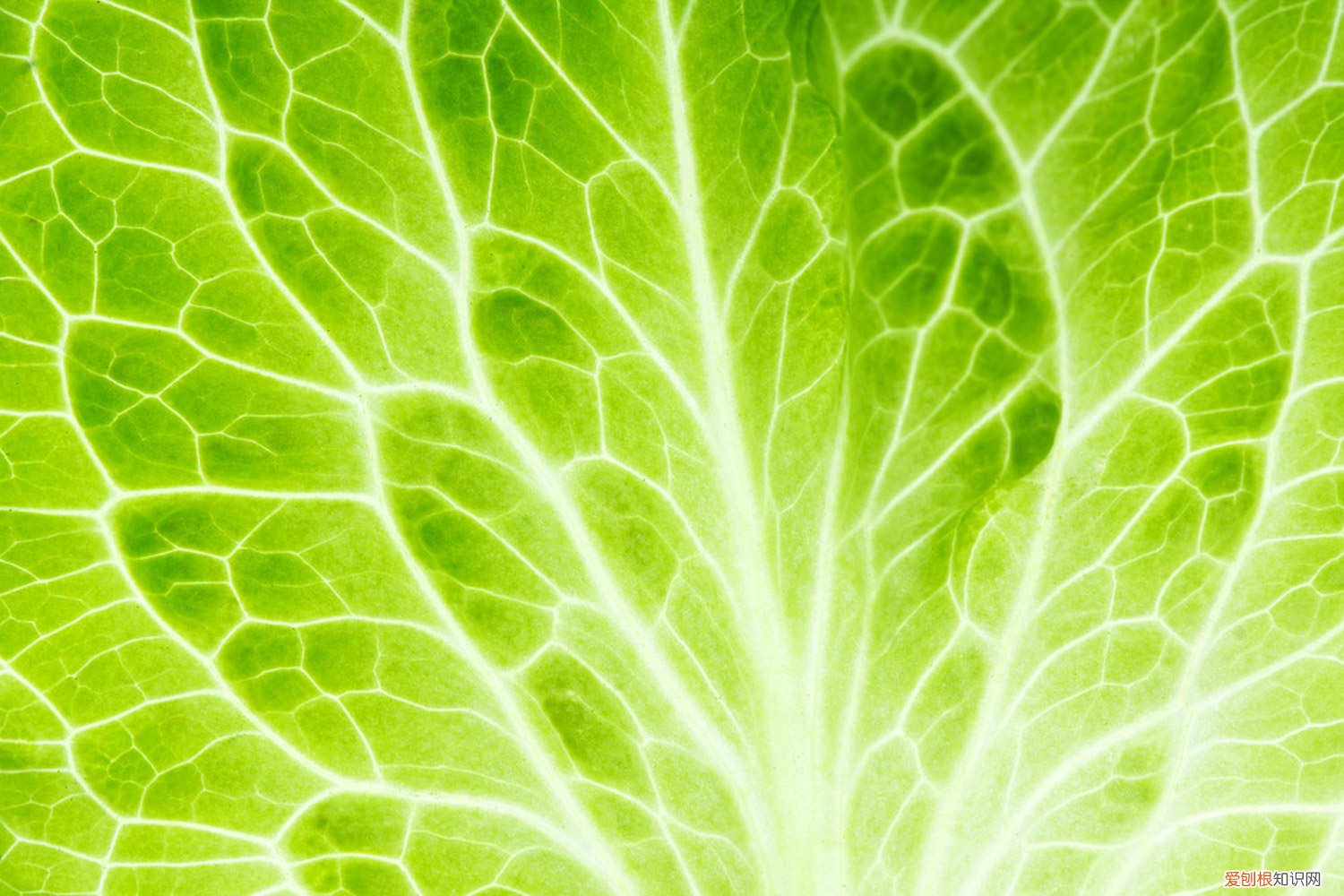 冬天种白菜怎么种 白菜怎么种