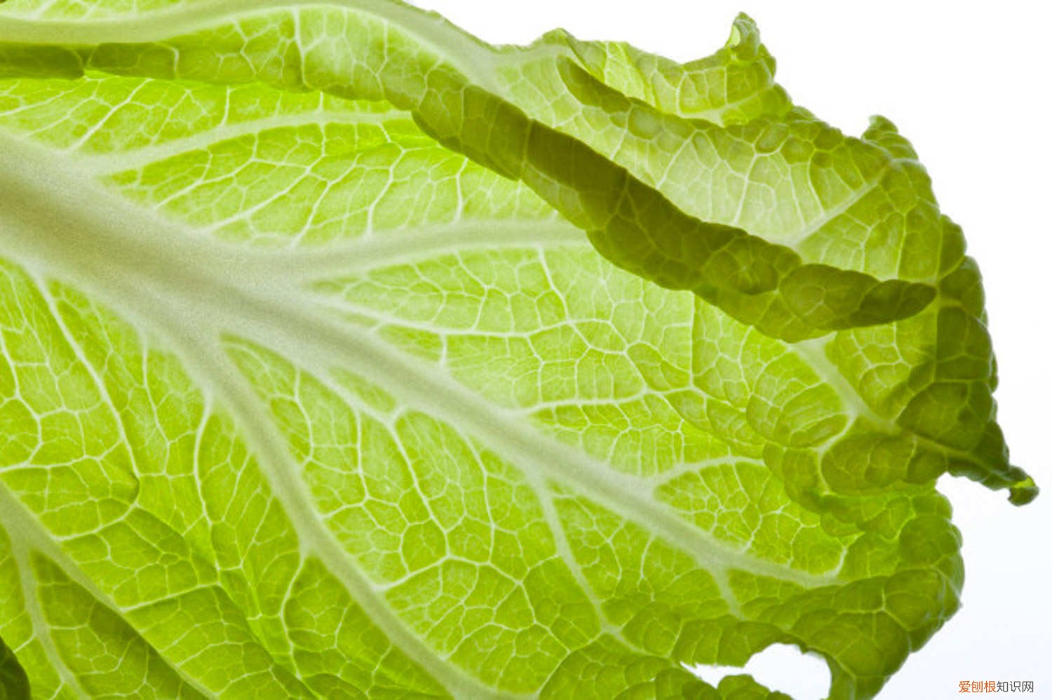 冬天种白菜怎么种 白菜怎么种