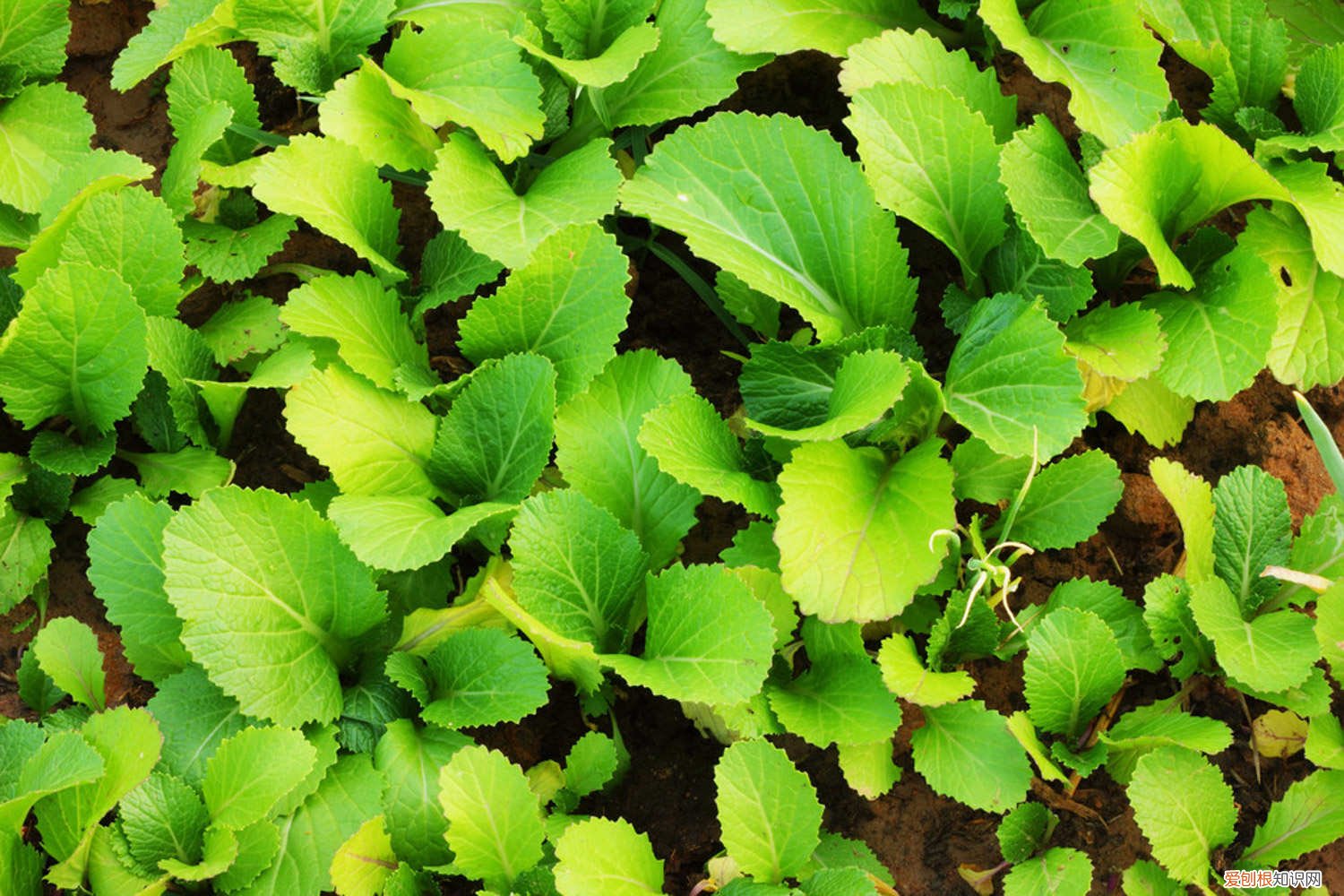 冬天种白菜怎么种 白菜怎么种