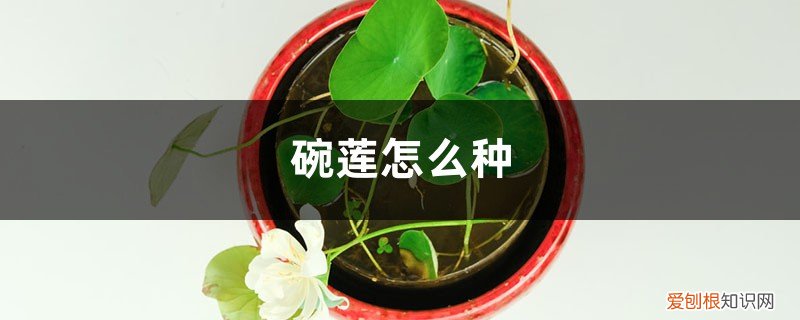 碗莲怎么种开花 碗莲怎么种