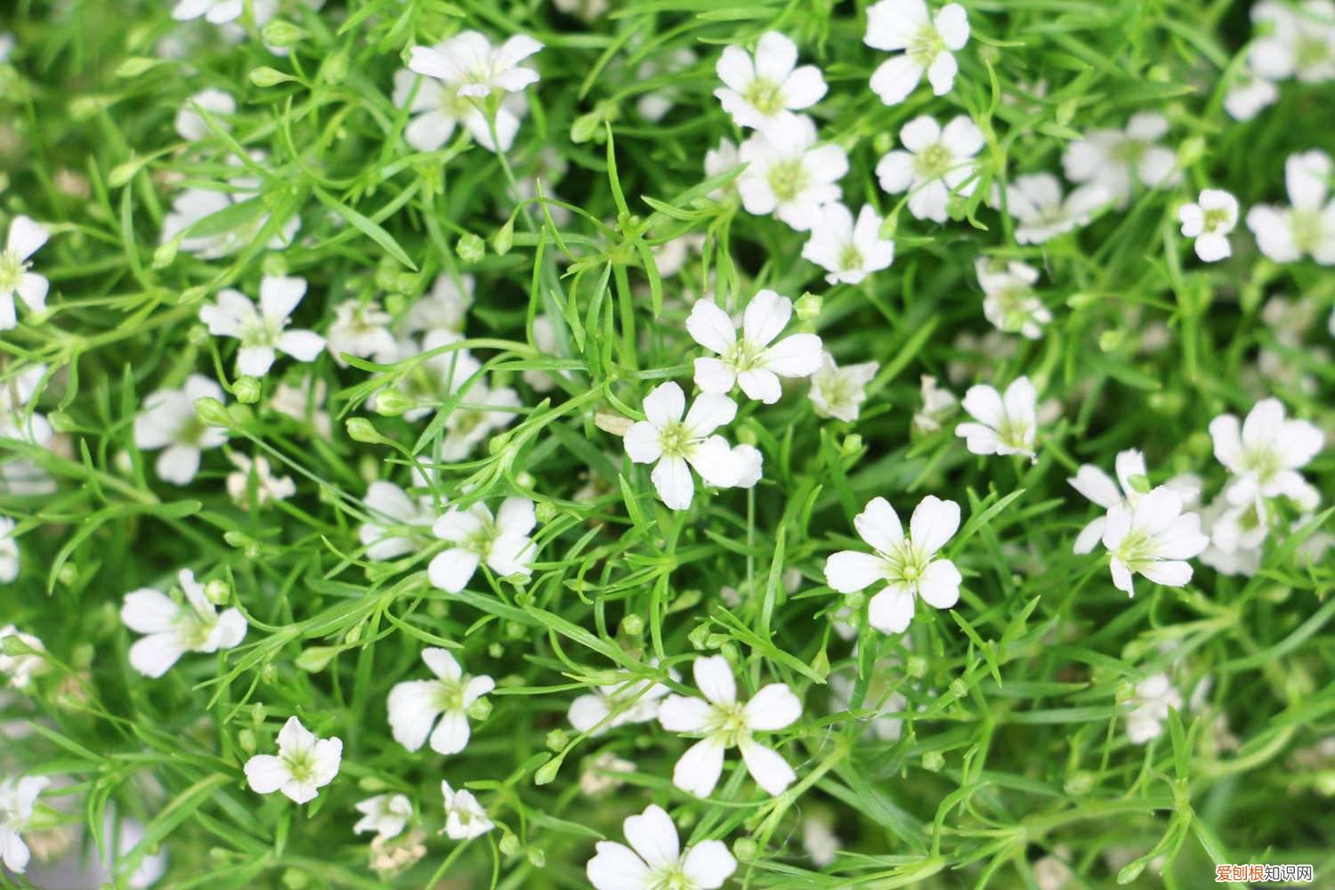 满天星怎么种才不会枯萎 满天星怎么种