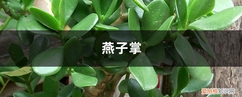 燕子掌适合什么花盆 燕子掌绿油油超耐看，学会这样养，开花爆盆能更“快”！