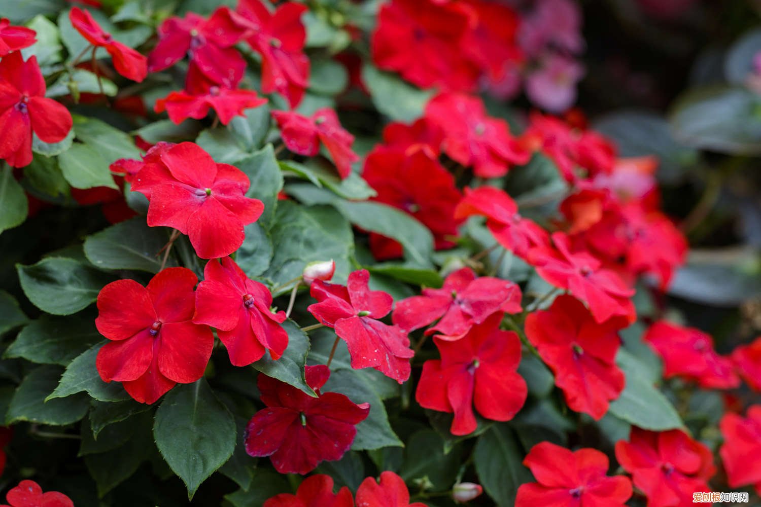 盆栽凤仙花冬天怎么养 凤仙花冬天会死吗,冬天怎么养