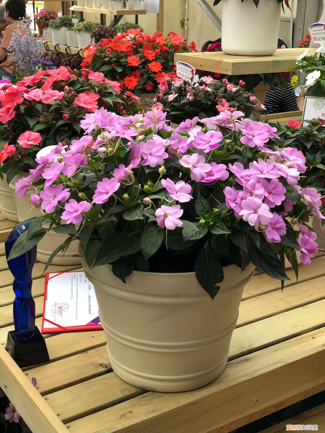 种凤仙花要多大的花盆 盆栽凤仙花的养殖方法，用多大的盆