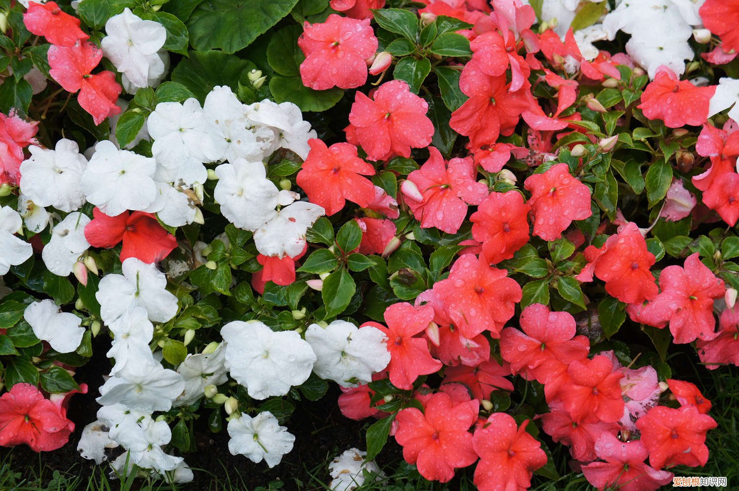 种凤仙花要多大的花盆 盆栽凤仙花的养殖方法，用多大的盆