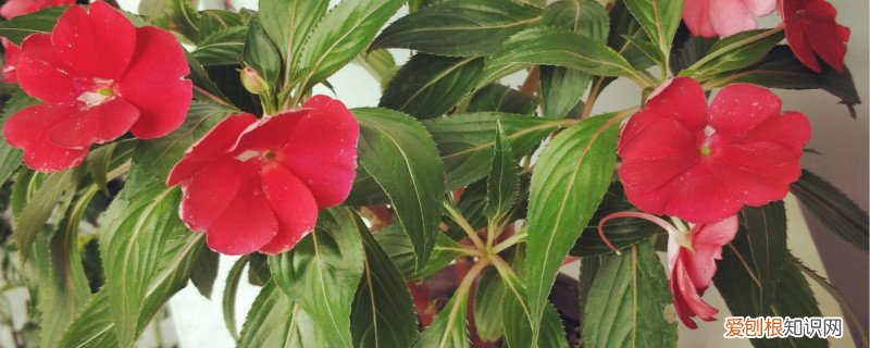 盆栽凤仙花怎么养才好,掉骨朵怎么办 盆栽凤仙花怎么养才好,掉骨朵怎么办